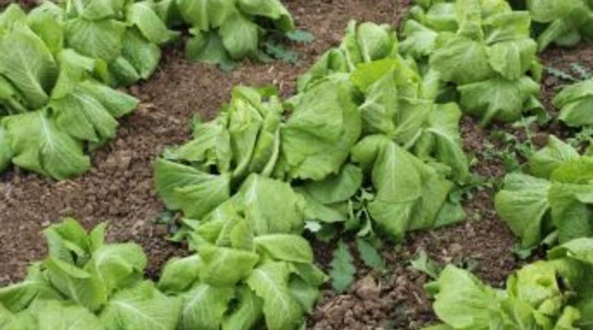 Batman'da Seraları Don Vurdu