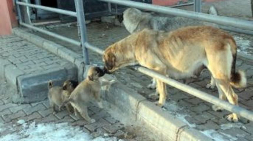 Sokak K&ouml;pekleri Mezbahane G&ouml;revlileri Tarafından Besleniyor