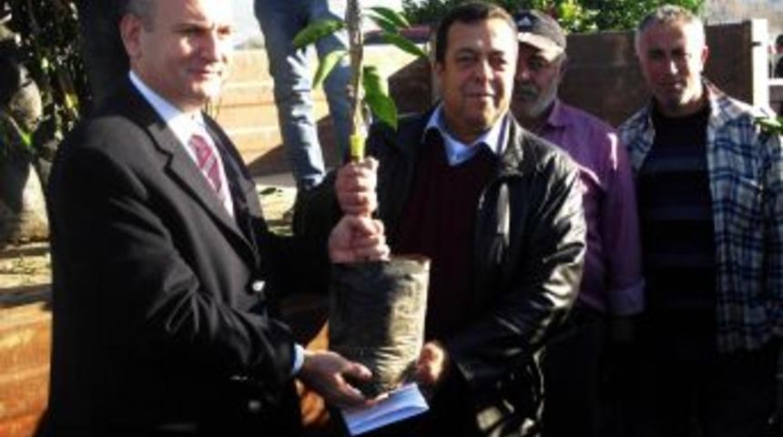 &Ccedil;ift&ccedil;iye Y&uuml;zde 75'i Devlet Destekli Narenciye Fidanı Dağıtıldı