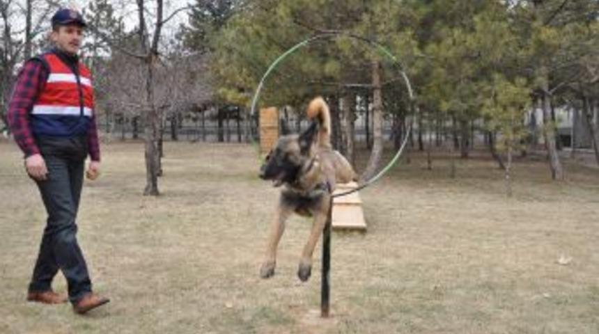 Ankara Jandarma K&ouml;pek Timi Su&ccedil;lulara G&ouml;z A&ccedil;tırmıyor