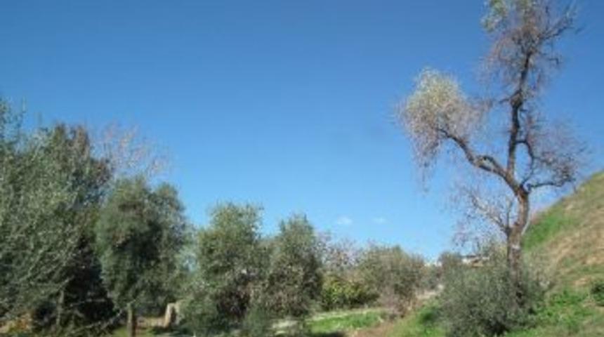 Aydın&rsquo;da Zeytin Ağa&ccedil;larındaki Dal Kurumaları &Uuml;reticileri Tedirgin Ediyor