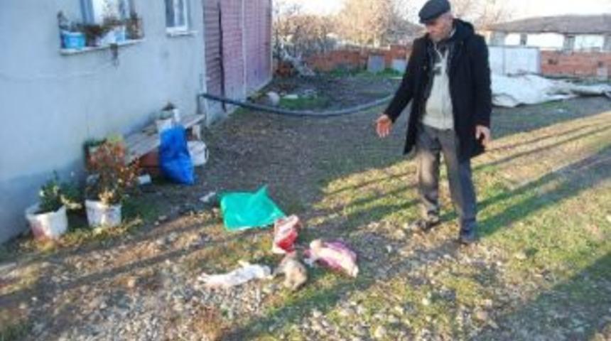 Tekirdağ&rsquo;da 20 Kedi Ve 2 K&ouml;pek Zehirlenerek &Ouml;ld&uuml;r&uuml;ld&uuml;