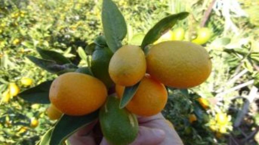 S&uuml;s Bitkisi Diye Kimse Bakmadı; Şimdi Avrupa&rsquo;da Kilosu 150, Silifke&rsquo;de 50 Tl&rsquo;den Satılıyor