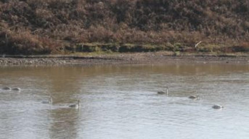 Kuzeyden Gelen Kuğular G&ouml;&ccedil; Yolundaki Fatsa&rsquo;ya Ulaştı
