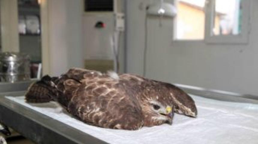 Yaralı Doğana Belediye Sahip &Ccedil;ıktı