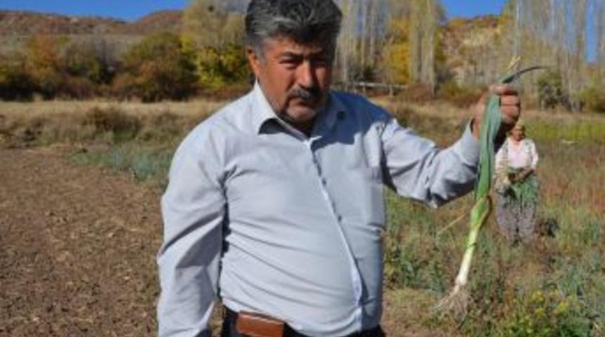 G&uuml;m&uuml;şhacık&ouml;y'de Organik Pırasa &Uuml;retimi