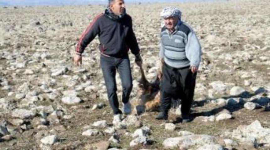 A&ccedil; Kurtlar K&ouml;ye Saldırdı, 20 Koyun Telef Oldu