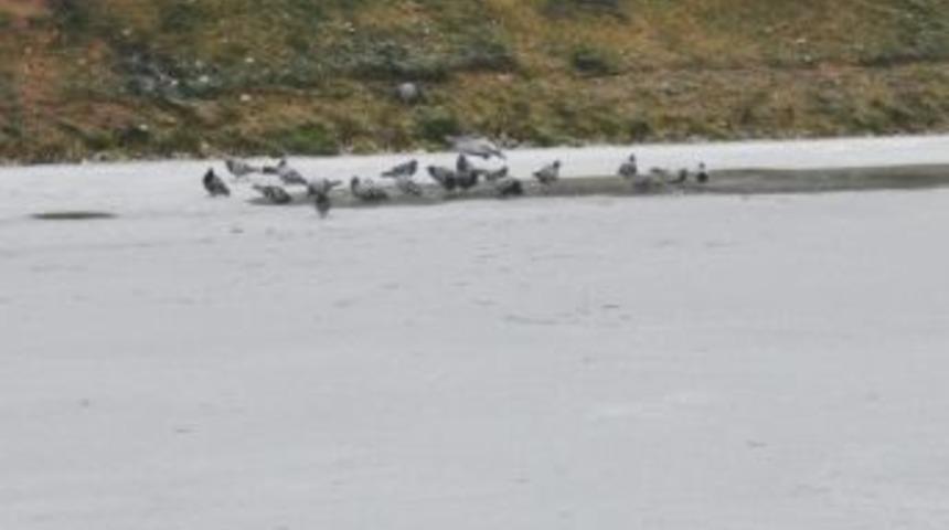 Eskişehir&rsquo;de Porsuk &Ccedil;ayı Dondu