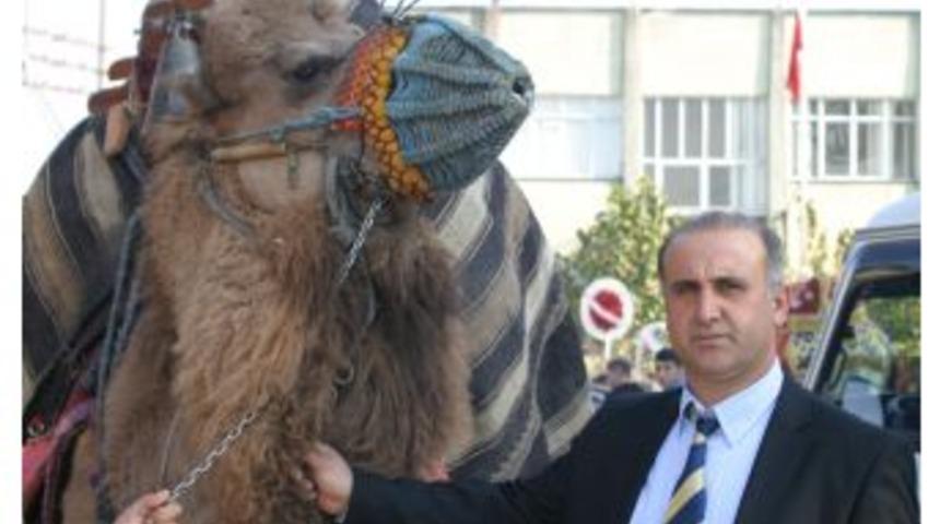 Deveciler Federasyon Kurdu, G&uuml;reşleri D&uuml;zenleyecek