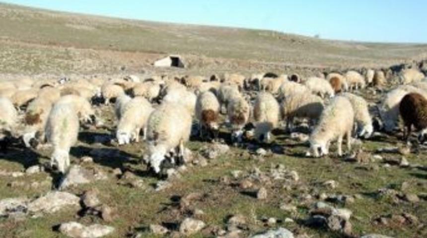 Tek Kulak Ve Tek G&ouml;zl&uuml; Koyun G&ouml;renleri Şaşırtıyor