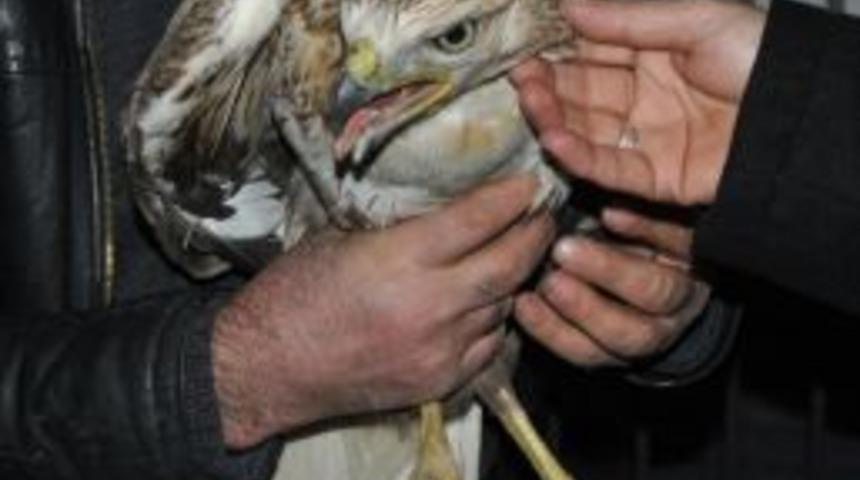 Yaralı Kartalın Tedavisi S&uuml;r&uuml;yor