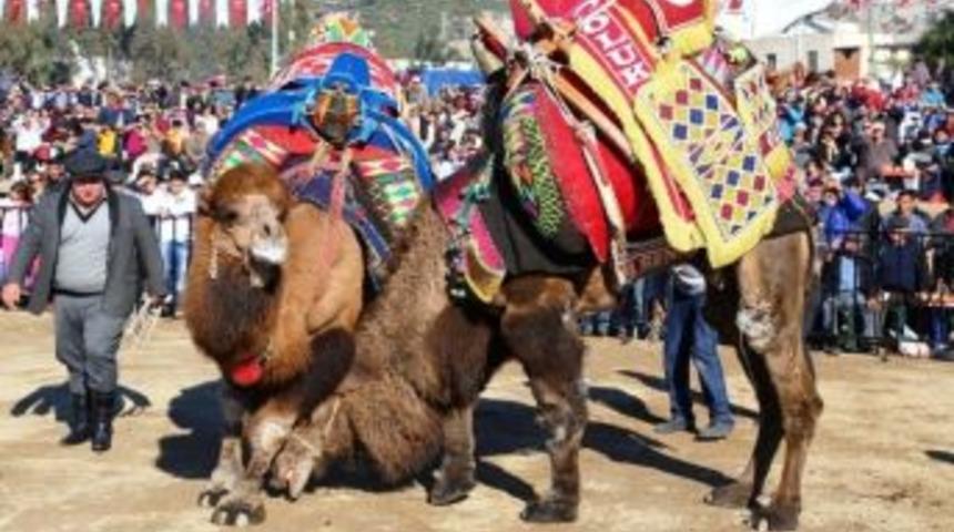 Şampiyon Develer İlk Kez Konacık Arenasında G&uuml;reşti