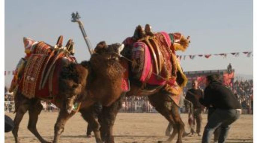 Aydın'da 140 Deve Aydınspor 1923 Yararına G&uuml;reşti