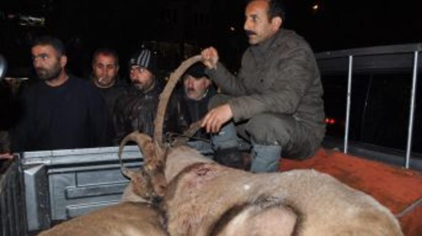 Tunceli&rsquo;de Dağ Ke&ccedil;ilerini Katleden Avcılara Su&ccedil;&uuml;st&uuml;