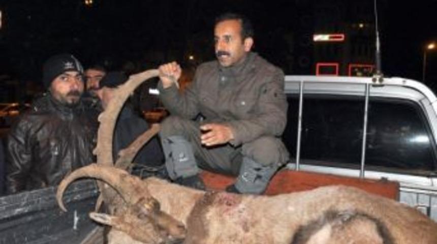 İki Dağ Ke&ccedil;isini &Ouml;ld&uuml;ren Ka&ccedil;ak Avcılar Yakalandı