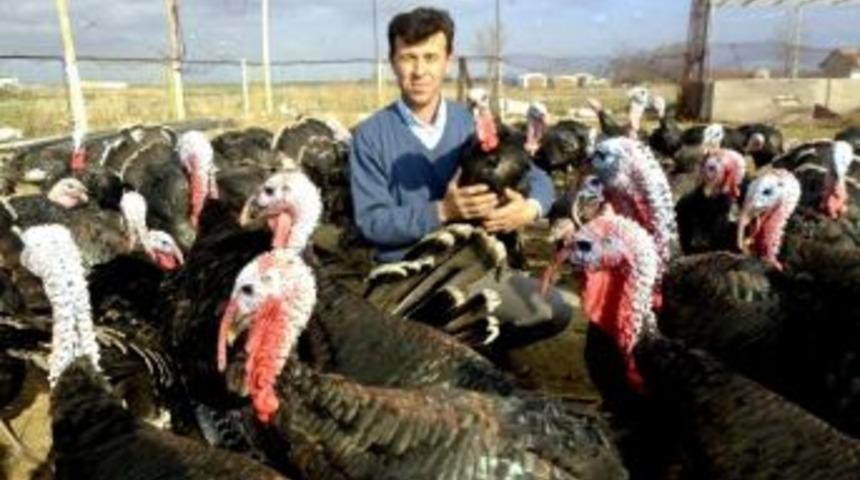 İstanbul&rsquo;un Yılbaşı Hindileri Hayrabolu&rsquo;dan