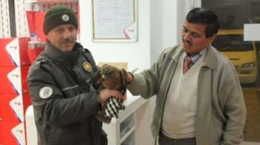 Cami Bah&ccedil;esindeki Yabani Hayvana Sahip &Ccedil;ıktı