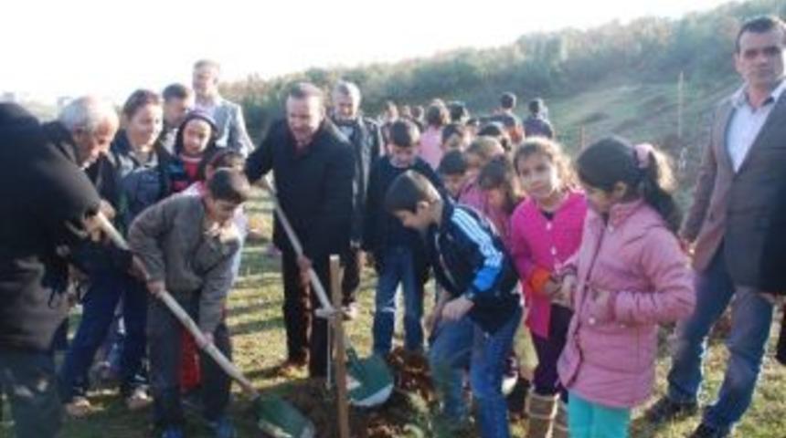 İzmit Belediyesi 110 Adet Sedir Ağacı Fidanı Dikti