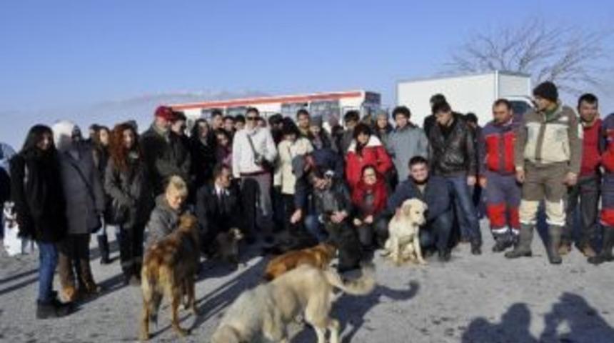 Belediyeden Sokak K&ouml;pekleri İ&ccedil;in Sıcak Yuva