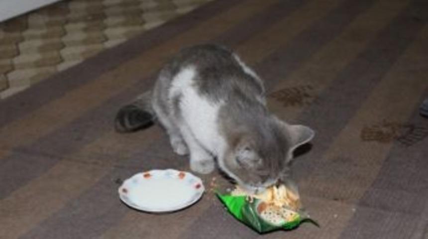 Sokak Hayvanlarına Esnaflar Sahip &Ccedil;ıkıyor