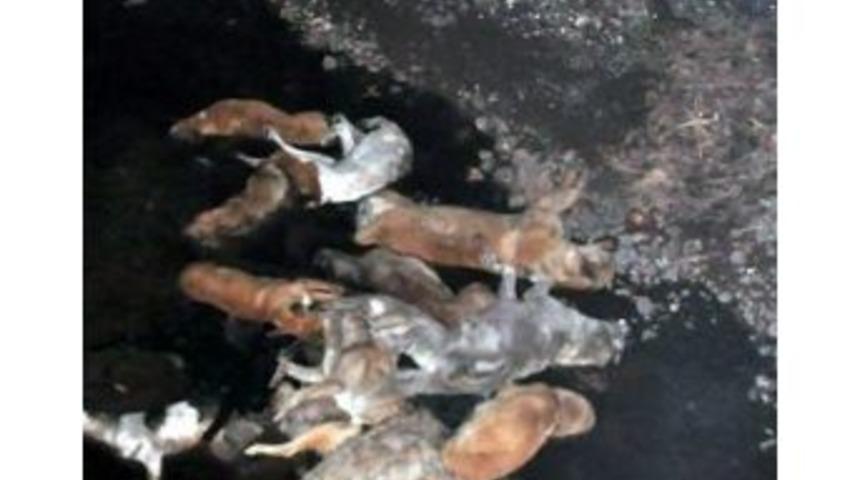 Akhisar'da K&ouml;pek Katliamı!