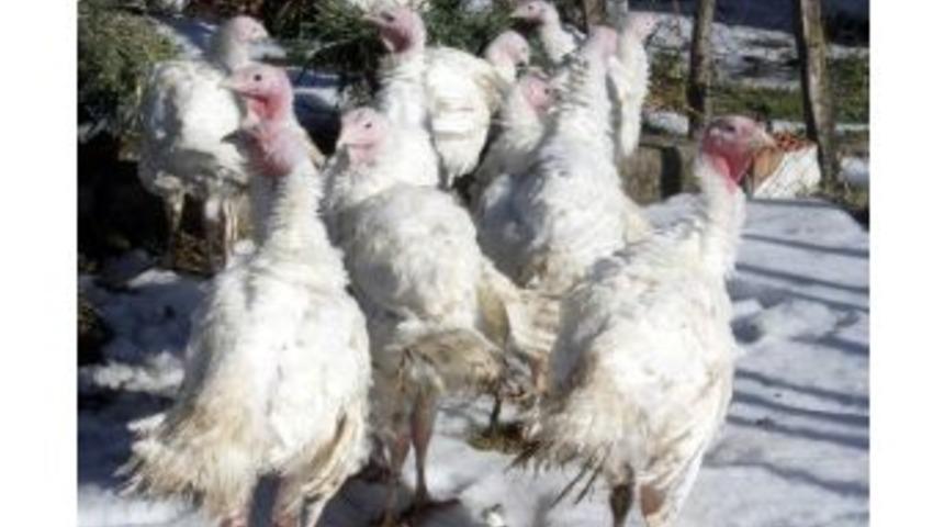 Beyaz Hindiler Yılbaşında Sofraları S&uuml;sleyecek