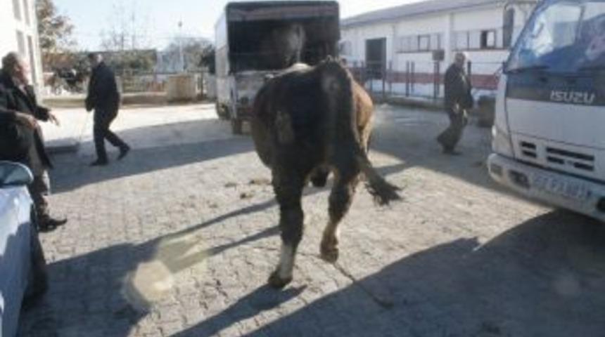 Mezbahaya G&ouml;t&uuml;r&uuml;len 1.5 Tonluk Boğa Zor Anlar Yaşattı