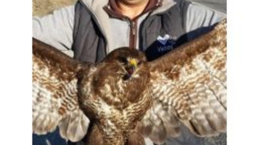 Veteriner Başkan Aday Adayı Yaralı Doğanı Tedavi Etti