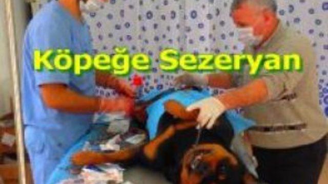 Köpeğe Sezeryan