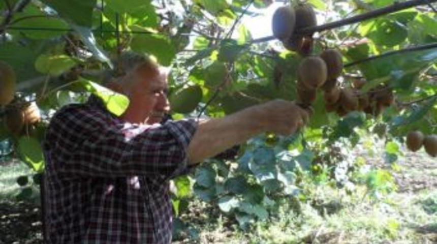 Alaplı'da kivi &uuml;retimi  gelir kaynağı oldu