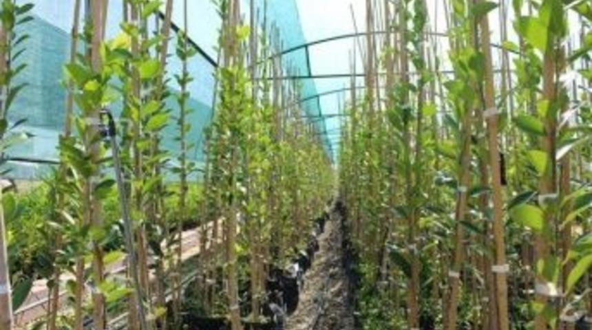 Yılbaşında Ağa&ccedil; Kesmeyin, Kau&ccedil;uk Fidanı Kullanın