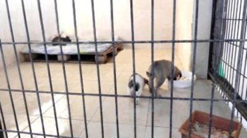 &Ouml;demiş&rsquo;te Sokak Hayvanları Koruma Altında