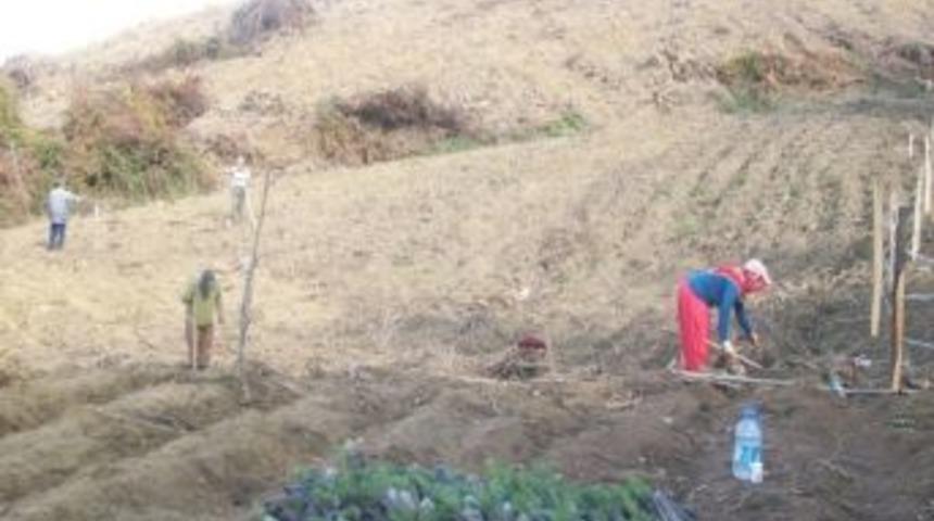 End&uuml;striyel Ama&ccedil;lı 17 Bin Fidan Dikildi