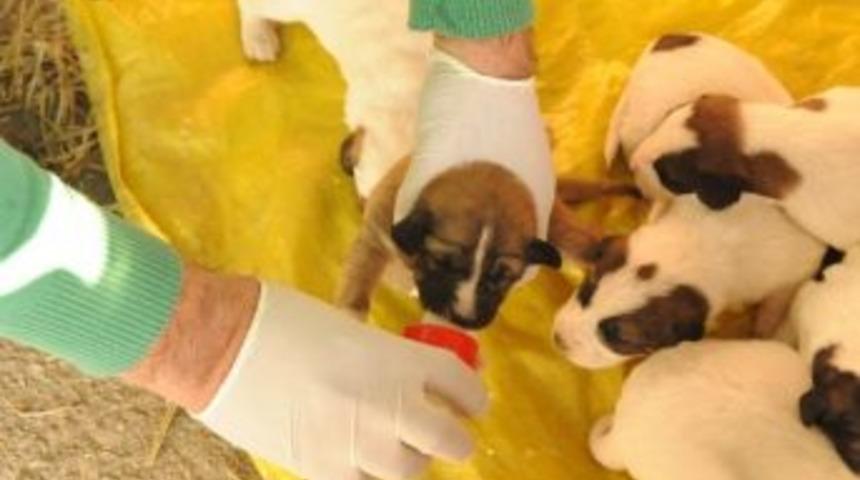 Kimsesiz Ve Korunmasız Yavru K&ouml;peklere Boz&uuml;y&uuml;k Belediyesi Sahip &Ccedil;ıktı