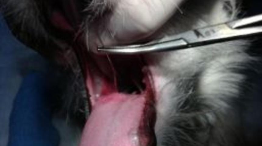 (&ouml;zel Haber) Dikiş İğnesini İpiyle Yutan K&ouml;peğe Operasyon