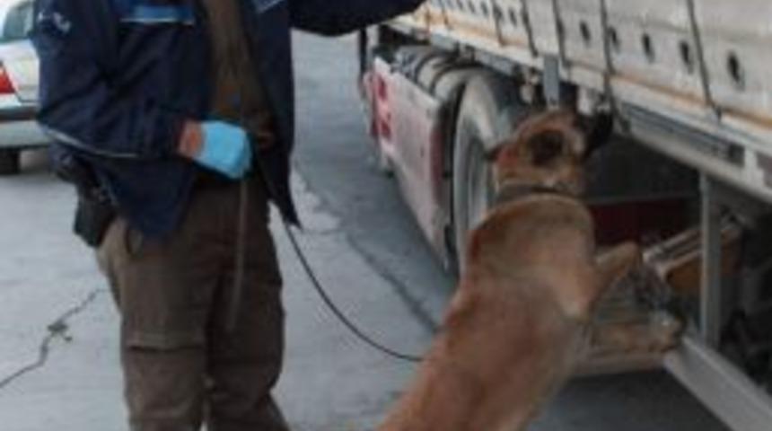 &Ouml;zel Zulada 120 Kilo Esrar Nil'e Takıldı