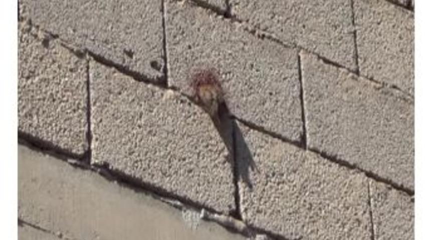 &Ccedil;eki&ccedil;le Ser&ccedil;e Kurtarma Operasyonu H&uuml;sranla Sonu&ccedil;landı