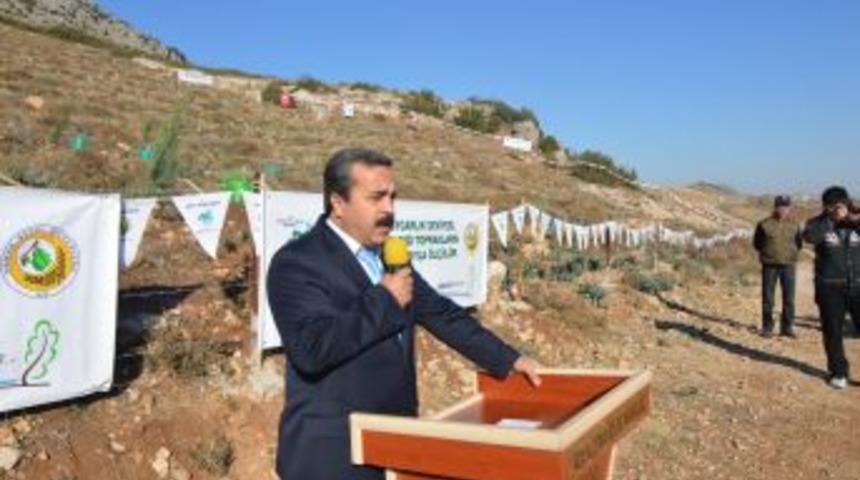 Ceyhan&rsquo;a 107 Bin Fidan Dikilecek