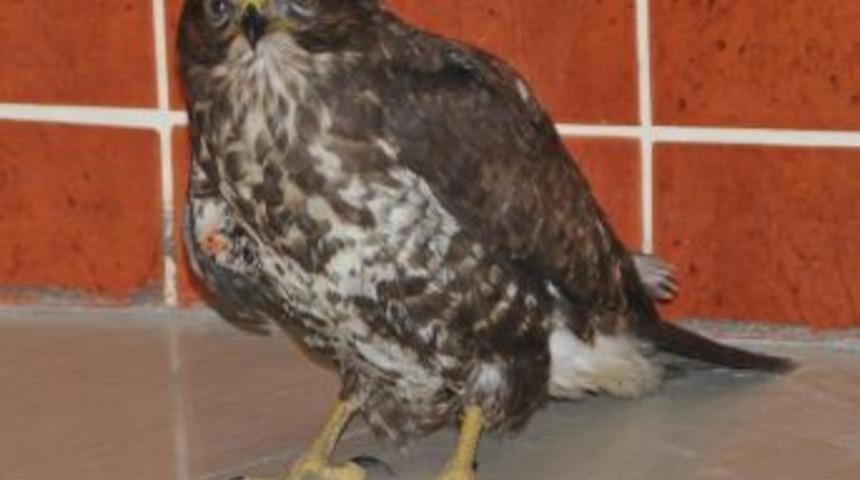 Yaralı Şahine Esnaf Şefkati