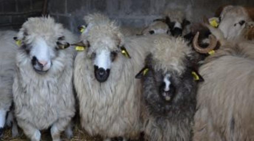 Bafra&rsquo;da Koyun Dağıtımı