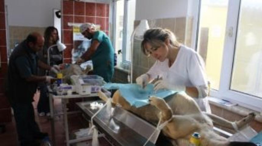 Ayvalık&rsquo;ta Sokak Hayvanları Kısırlaştırılıyor