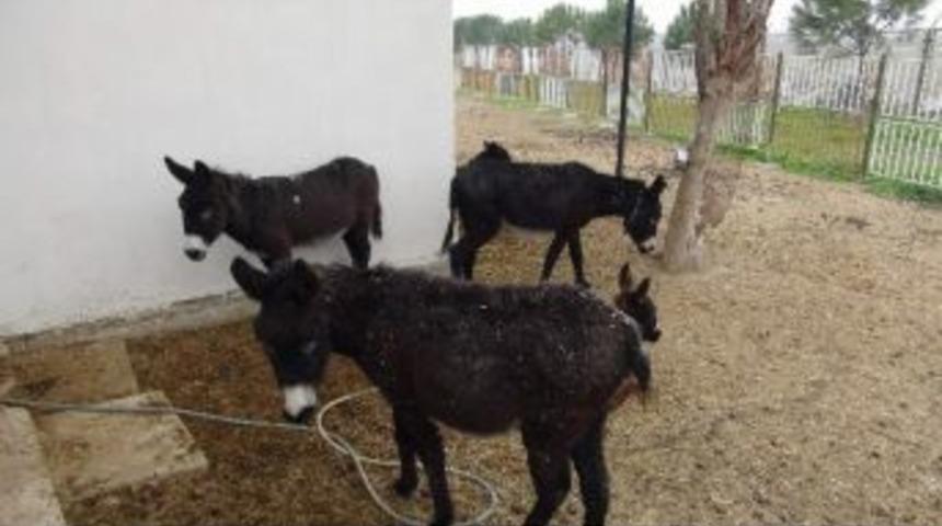 &Ccedil;&ouml;p&ccedil;&uuml; Eşekler Emekliliğini Yaşıyor