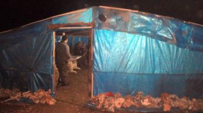 Ormanlık Alanda Kurdukları &Ccedil;adırda Kumar Oynarken Yakalandılar