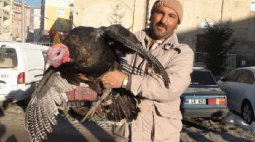 Yozgat&rsquo;ta Yılbaşı Hindileri Pazara İndi