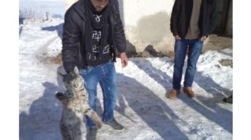 Muş'ta Yol Kenarında Bulunan Yavru Vaşak Telef Oldu