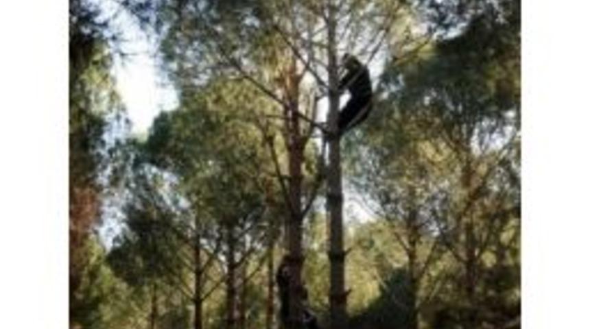 S&ouml;ke&rsquo;de Fıstık &Ccedil;amı İş&ccedil;isi Ağa&ccedil;tan D&uuml;şerek &Ouml;ld&uuml;