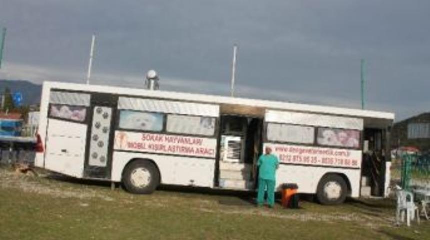 Demre&rsquo;de Sokak K&ouml;pekleri Kısırlaştırılıyor