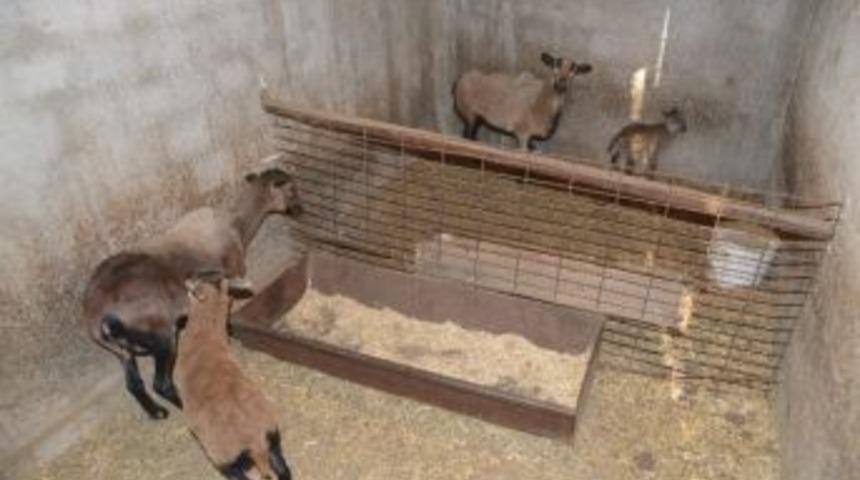 Kumluca Belediyesi Hayvanat Bah&ccedil;esi&rsquo;nin Yeni Konukları