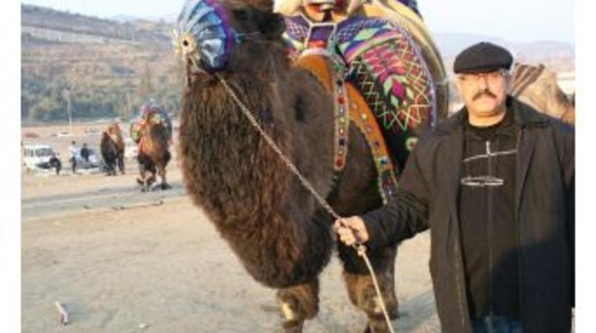 &Ccedil;&ouml;llerin Simgesi Develer Aydın&rsquo;ın Milli Hayvanı Haline Geldi