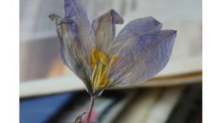 Yrd. Do&ccedil;. Dr. K&uuml;rşat: T&uuml;rkiye Avrupa Kıtasının Tamamı Kadar Bitki T&uuml;r&uuml;ne Sahip